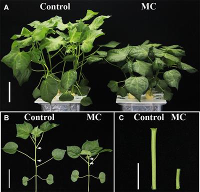 Profiling of MicroRNAs Involved in Mepiquat Chloride-Mediated Inhibition of Internode Elongation in Cotton (Gossypium hirsutum L.) Seedlings